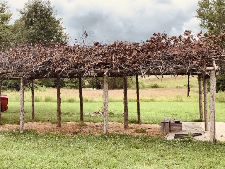 Brush Arbor